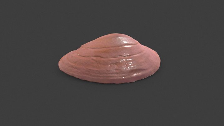 Small Shell (High-Poly) (№.2) 3D Model