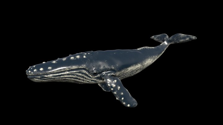 Humpback Whale(Animation) 3D Model