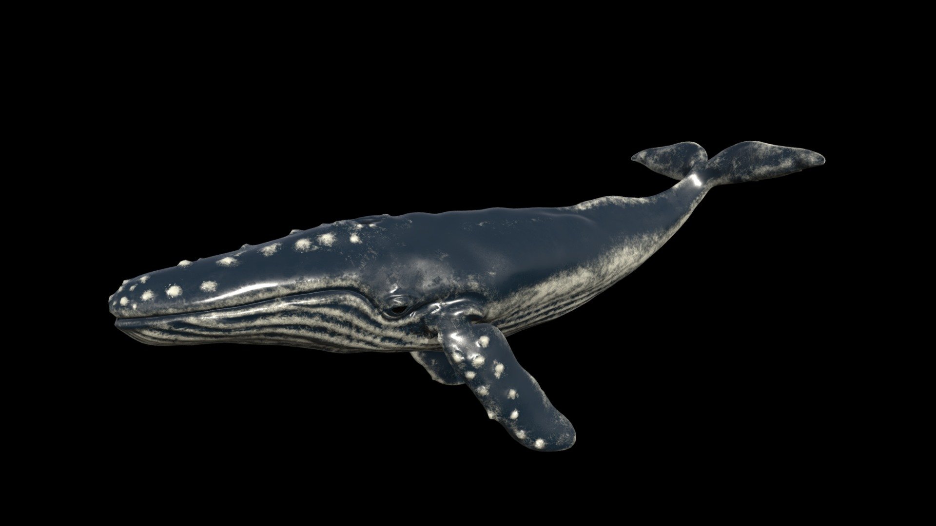 Humpback Whale(Animation) - 3D model by megascrep [0cecb89] - Sketchfab