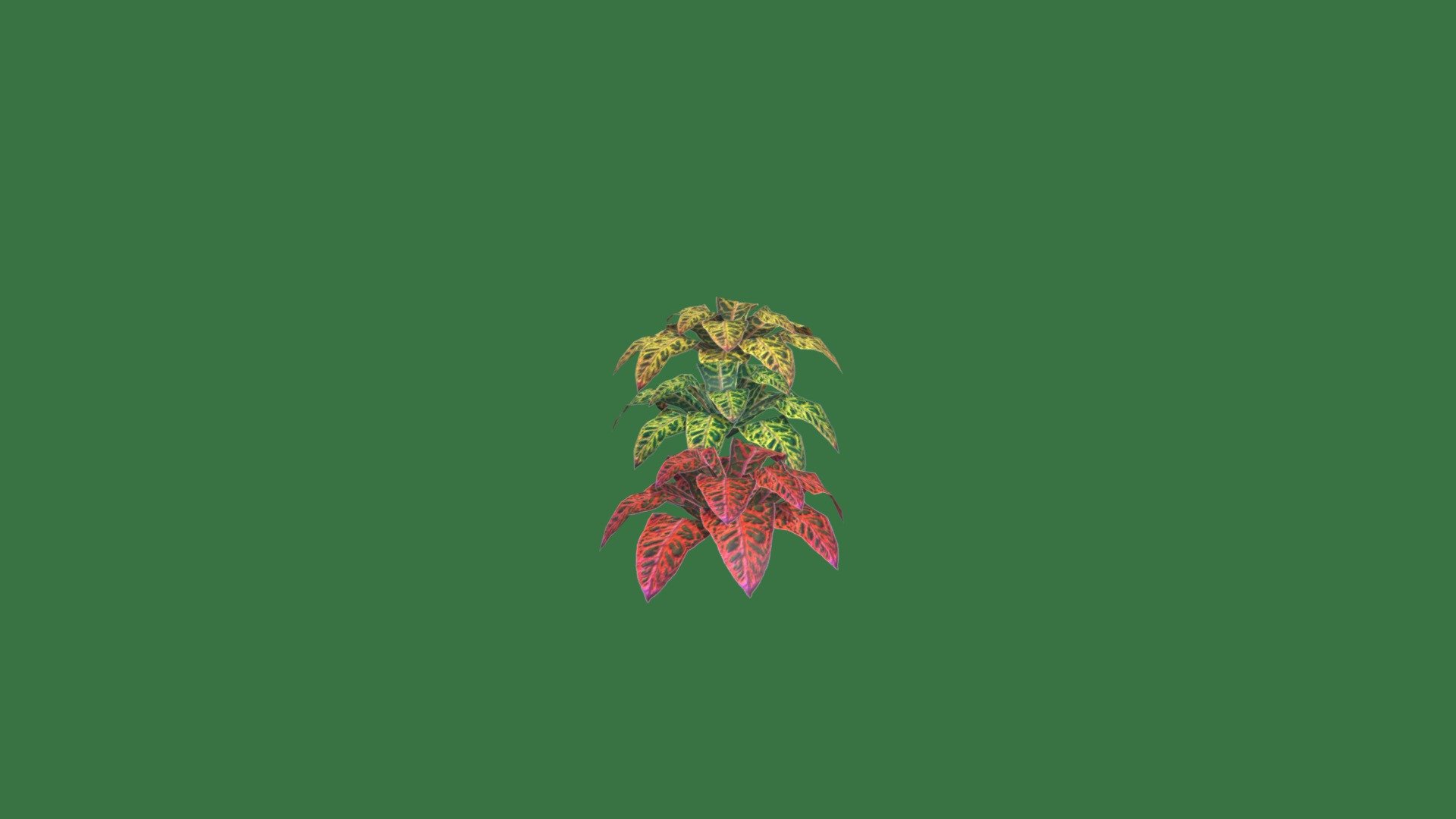 Croton Leaf Plants