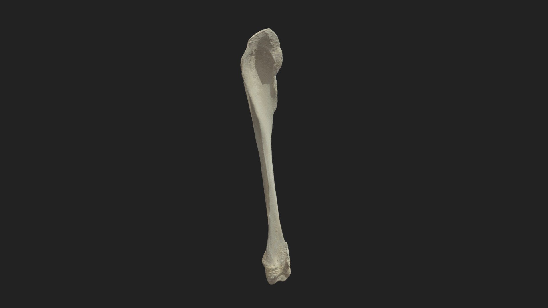 calf bone (fibula) pig - Download Free 3D model by vetanatMunich ...