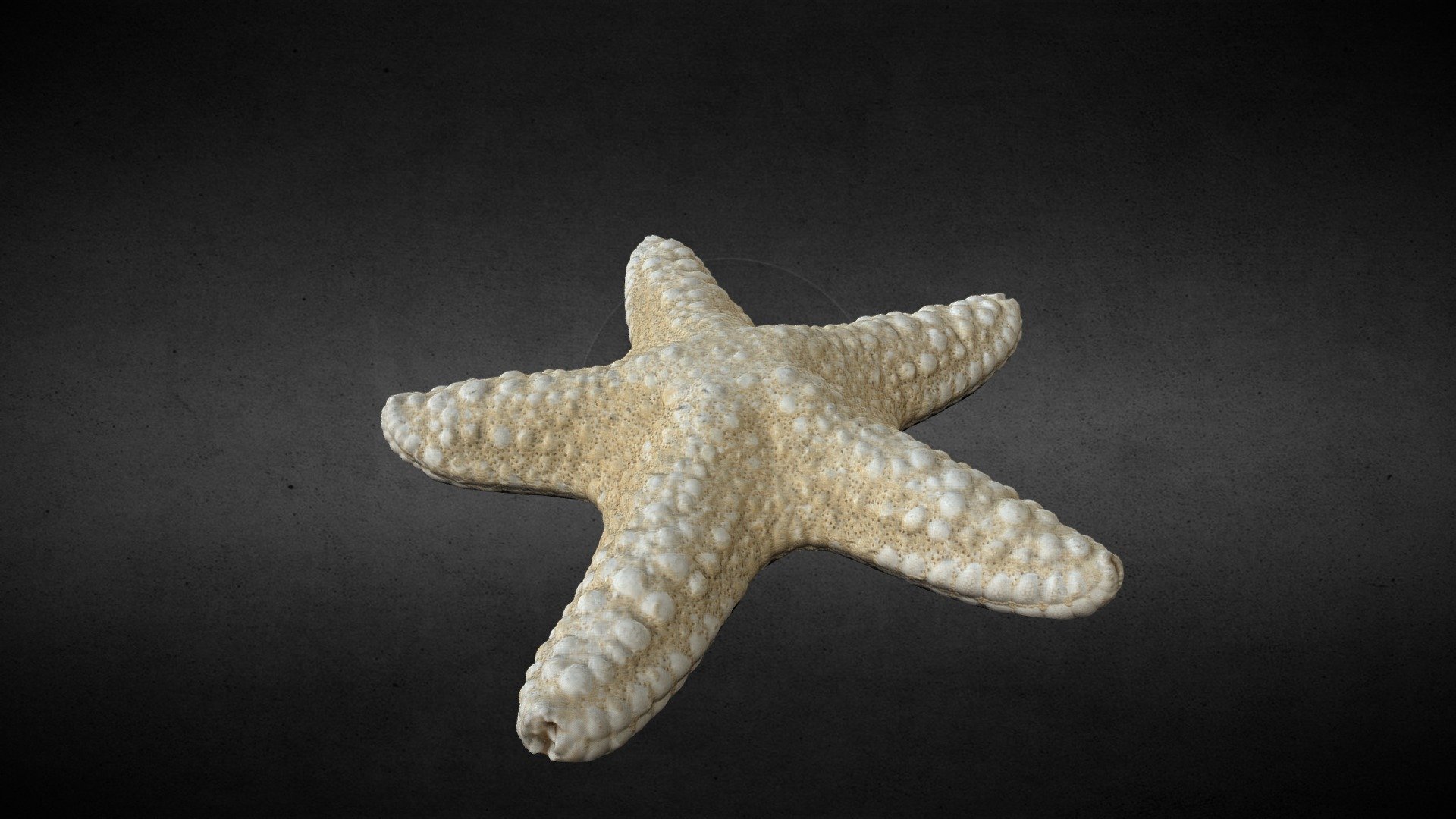 starfish-download-free-3d-model-by-zygomir-fabricati-diem-zygomirfabricatidiem-0cff3c7