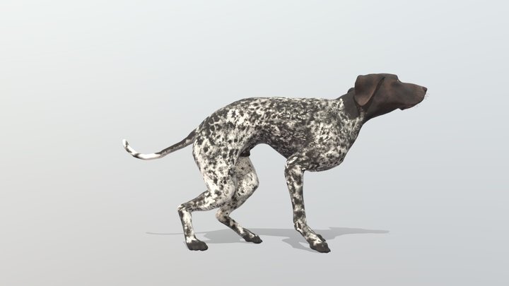 Cotw game German Shorthaired Pointer 3D Model