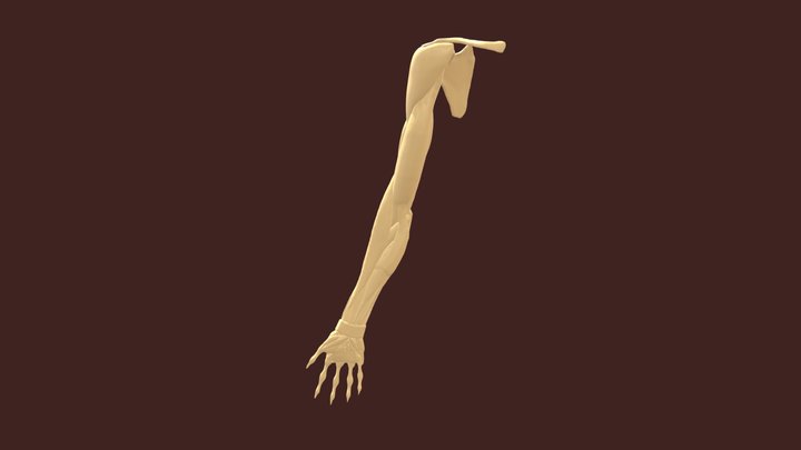 ARM 3D Model