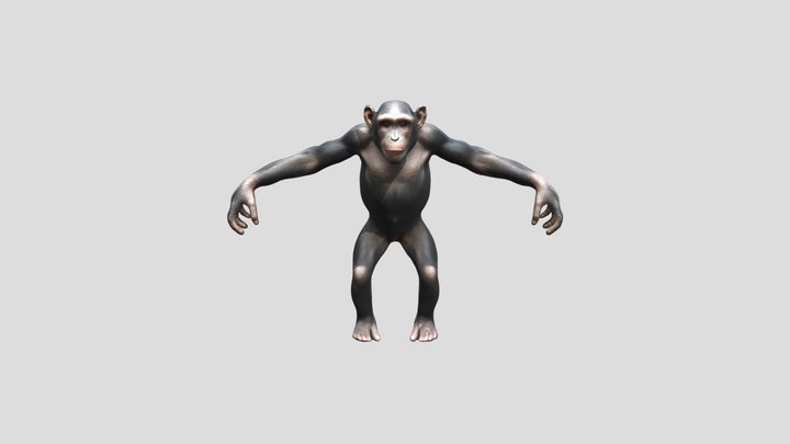 chimpanzé