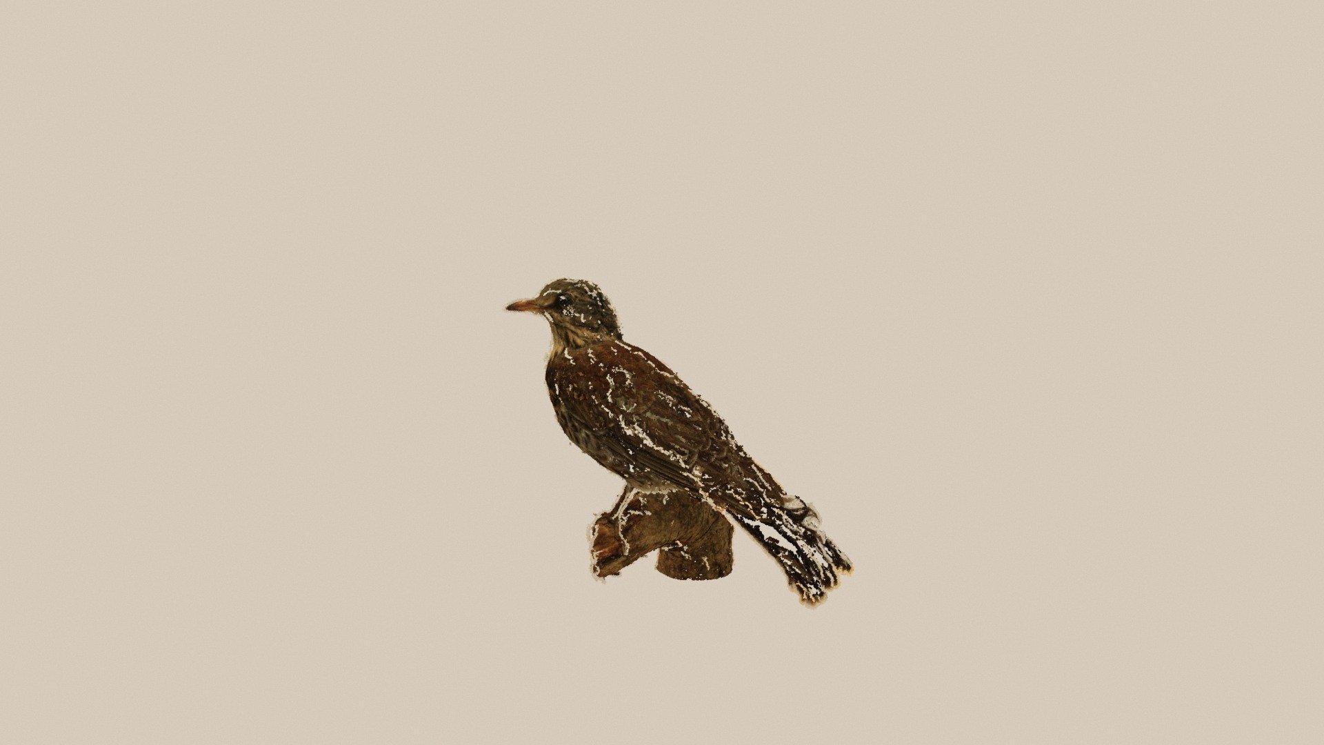 Thrush