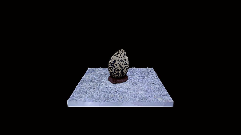 Model 27 - Pluvialis apricaria Egg