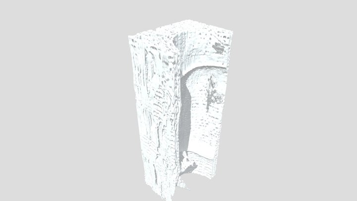 Anatomy of oak, quercus spp. wood 3D Model