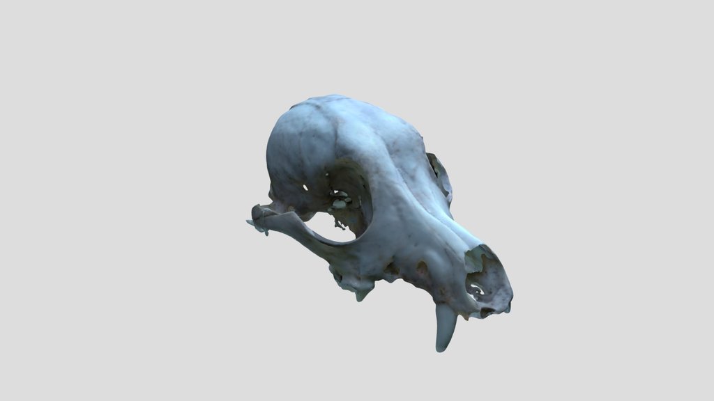 CRANIO CACHORRO