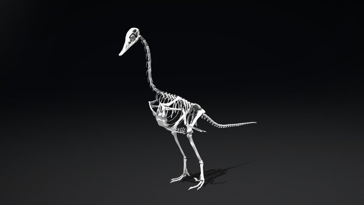Halszkaraptor escuilliei Skeleton 3D Model