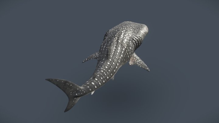 Whale Shark (Rhincodon typus) 3D Model