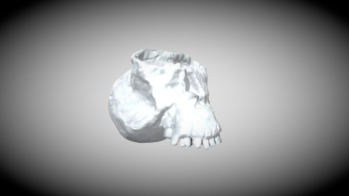 Craneo Mediano 4ESO 3D Model