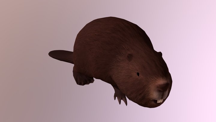 Beaver001 3D Model