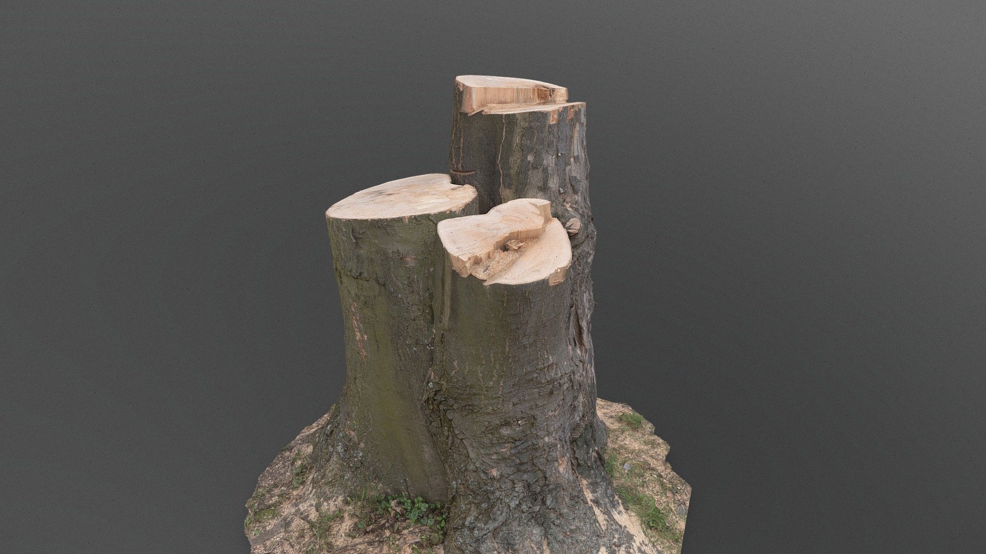 Cut three stump - 3D model by matousekfoto [0d1c965] - Sketchfab