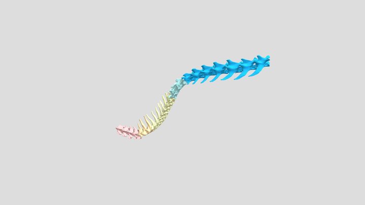 Cat vertebral column 3D Model