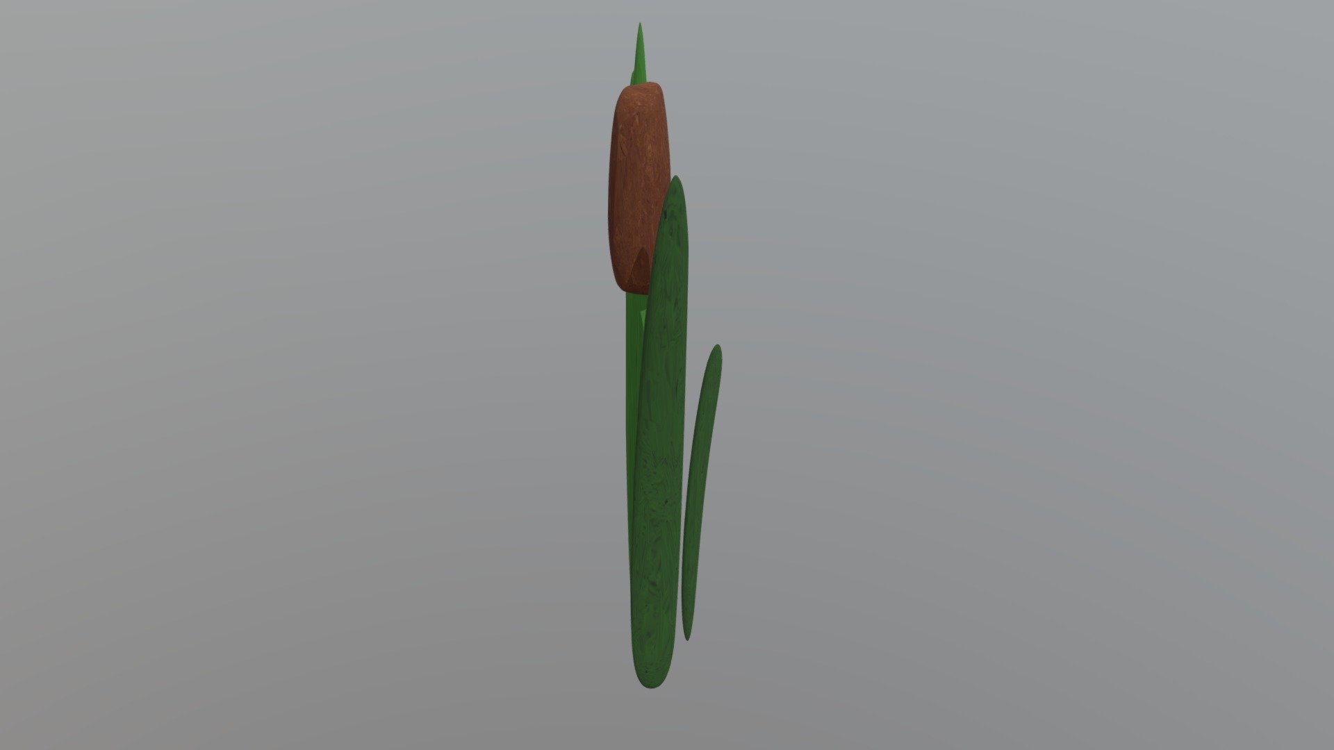 cattail