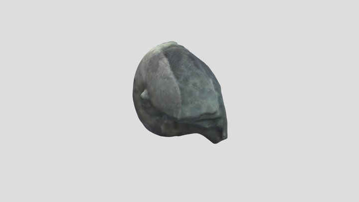 Caracola (fósil) 3D Model