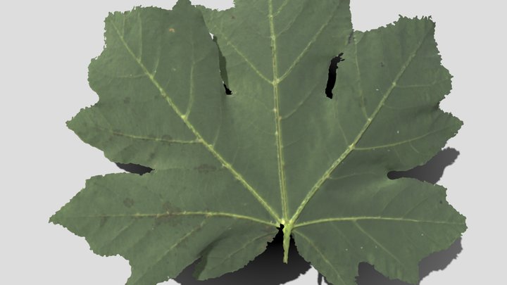 Maple Leaf scan 3D Model