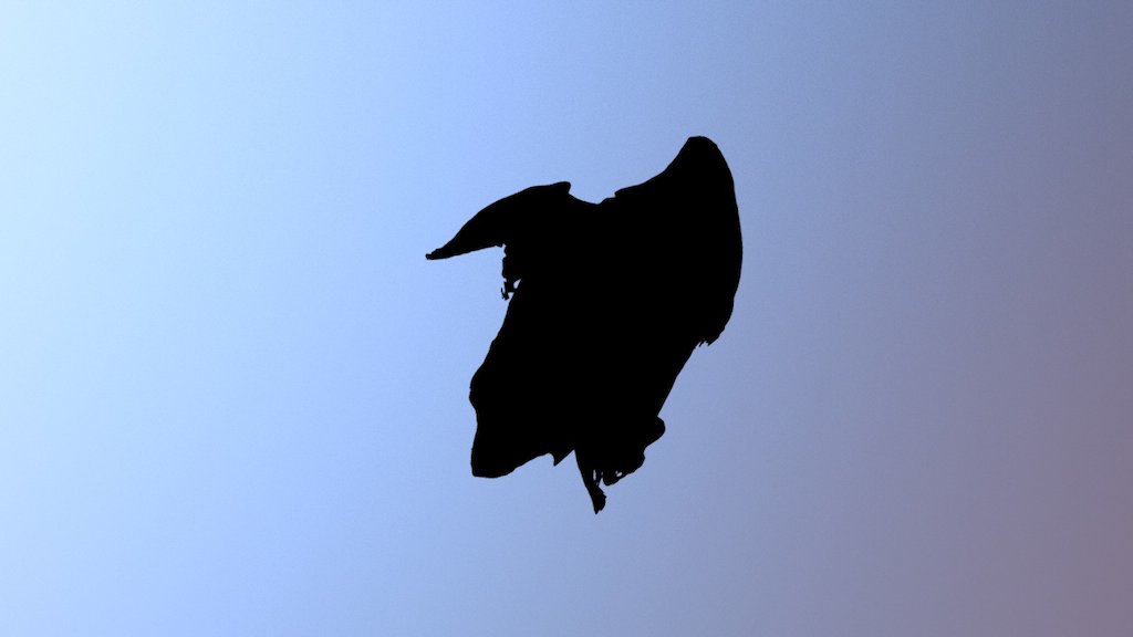 Antarctic Giant Cuttlefish Beak (Sepia apama)