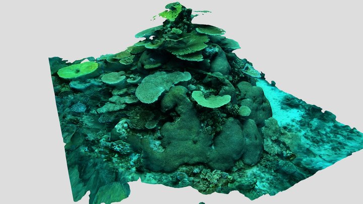 Massif corallien - Ilots Choisils 2022 - Mayotte 3D Model