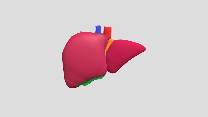 Liver Tugas 3D Model