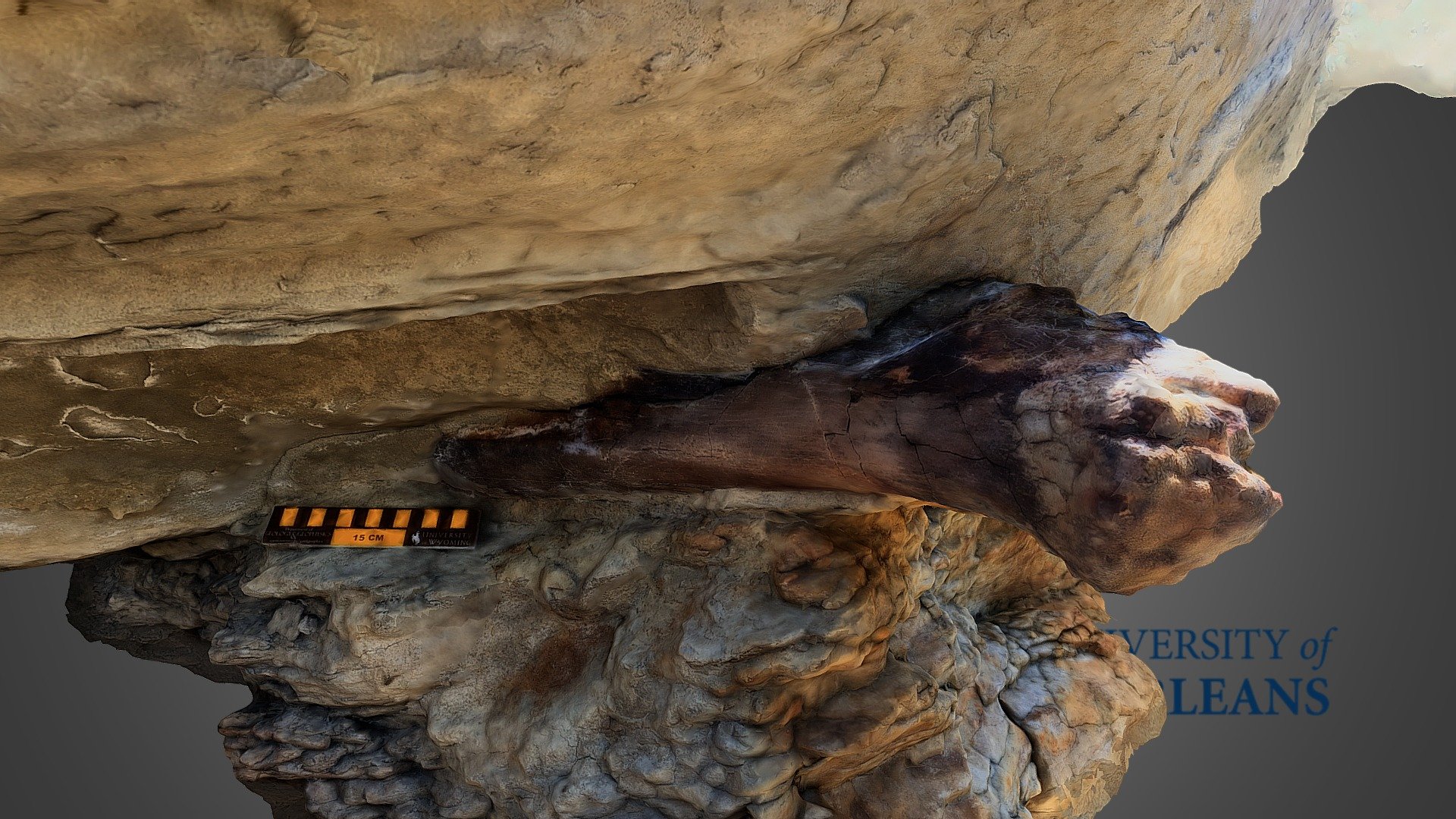Hadrosaur Femur