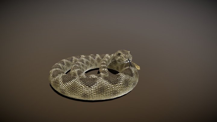 Animation of Rattlesnake attack 3D Model