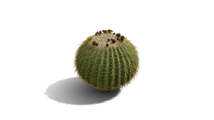 Realistic HD Golden barrel cactus (8/30) 3D Model