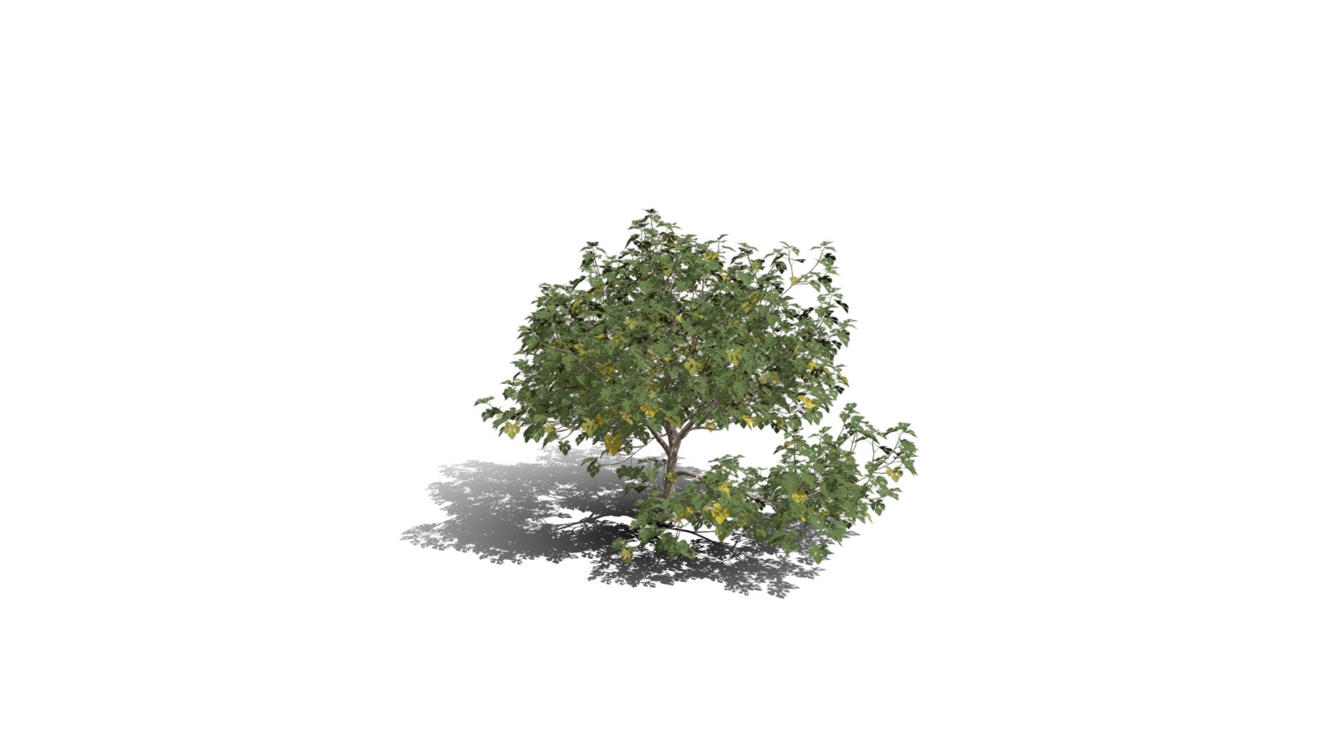 Realistic HD Common fig tree (29/30) - Download Free 3D model by ...