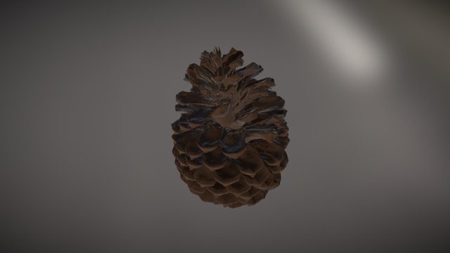 Californian Fir Cone 3D Model