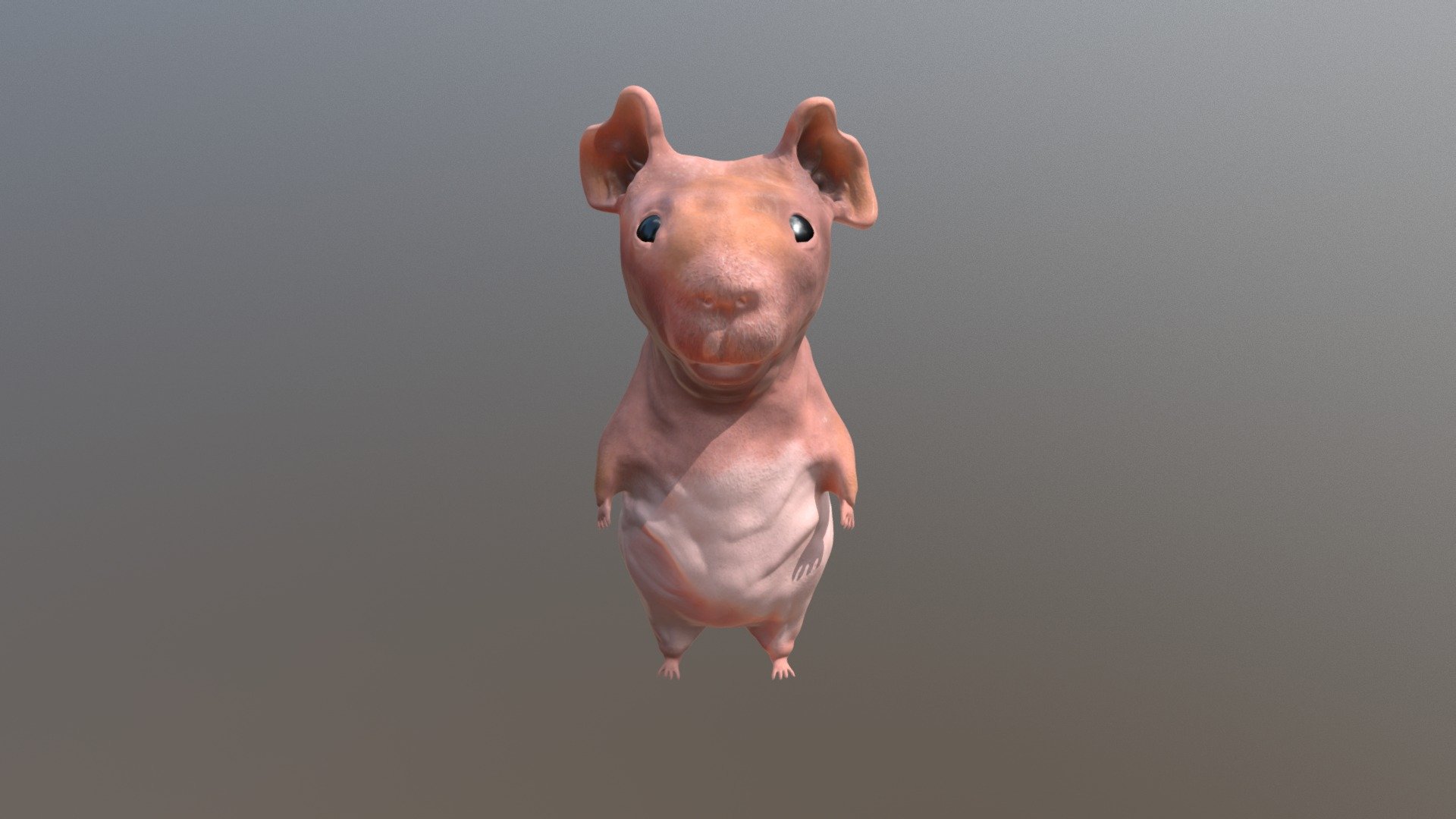 Hairless Guinea Pig