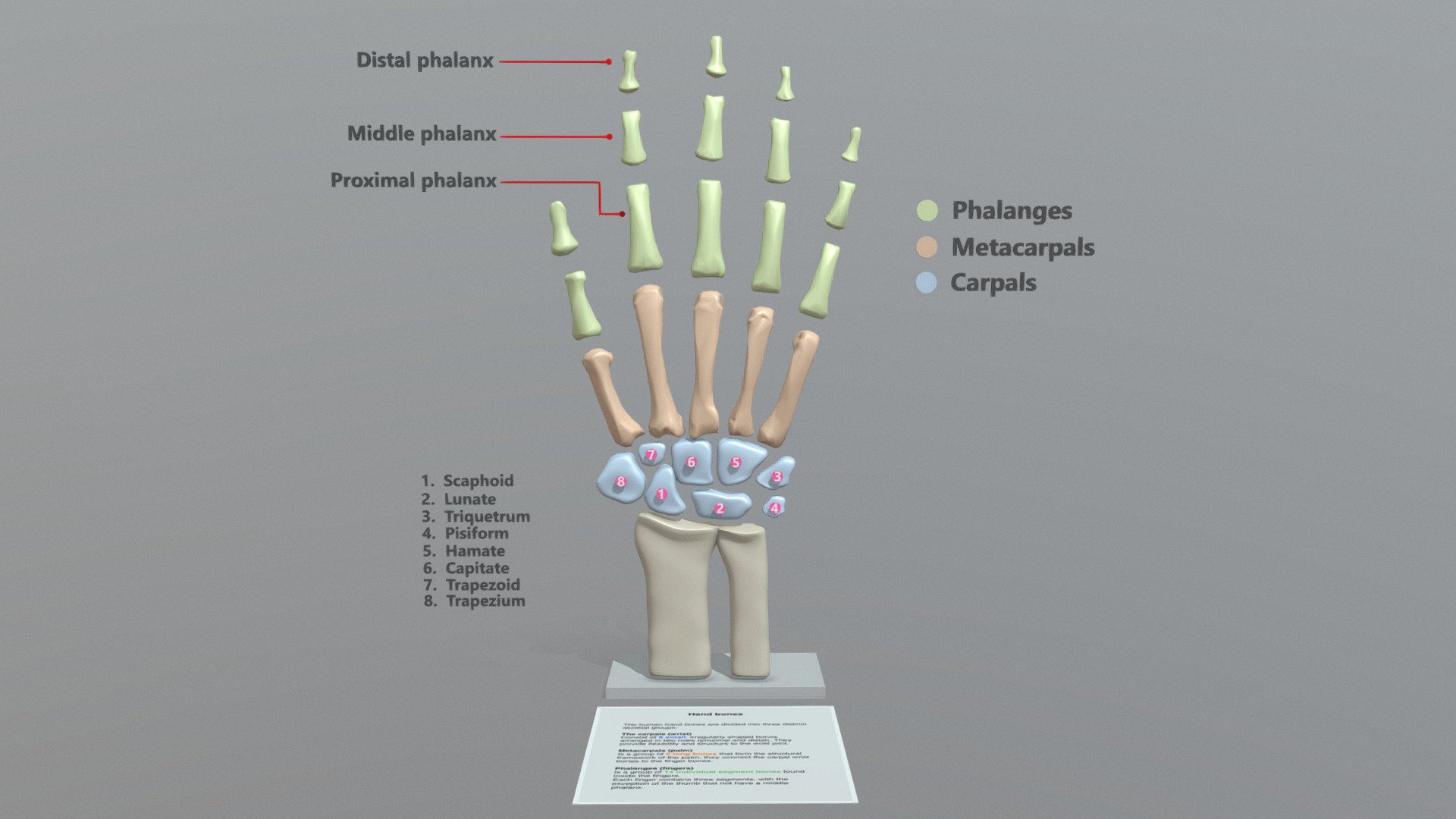 Hand bones anatomy - 3D model by luismi93 [0d3e5ce] - Sketchfab