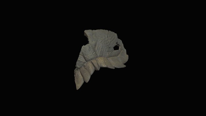 Slider turtle, carapace. Gray Fossil Site, TN. 3D Model