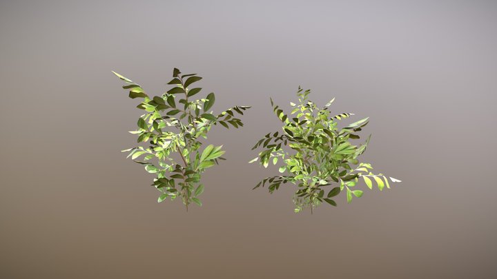 Blueberry Plants 3D Model