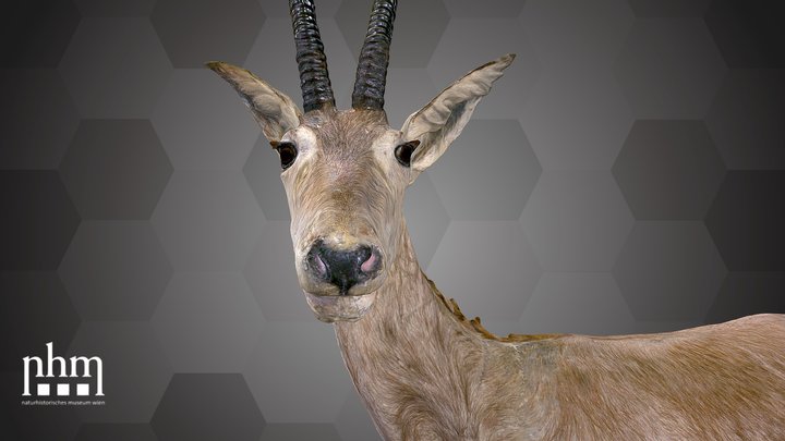 Blue Antelope (NHMW-ZOO-MAMM-ST715) – Free 3D Model STL