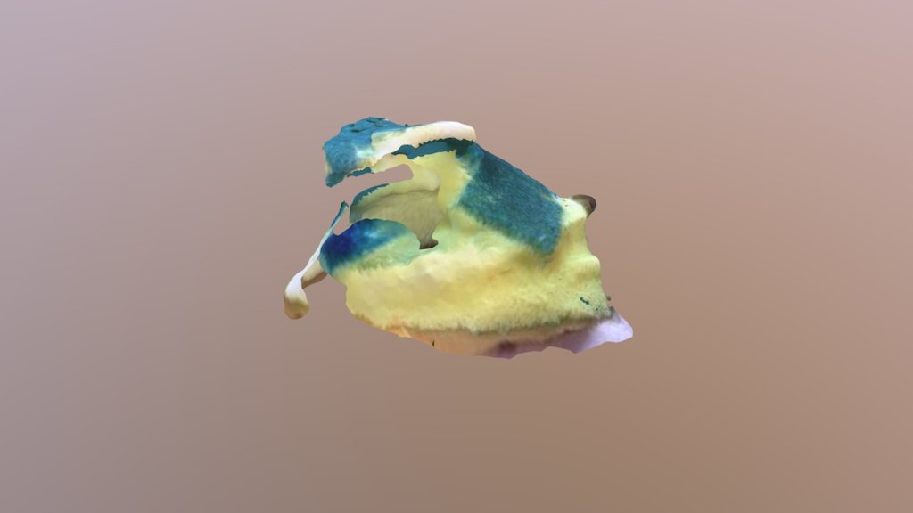 Sponge frog!