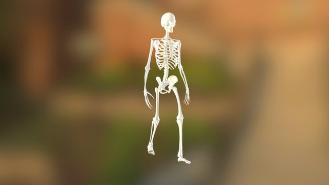 Test Skeleton06 3D Model
