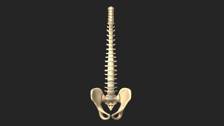 Spine Anatomy Spinal Column 3D Model