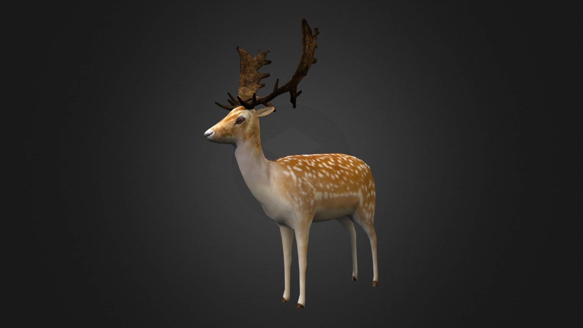 3D model Fallow-deer - This is a 3D model of the Fallow-deer. The 3D model is about a deer with antlers.