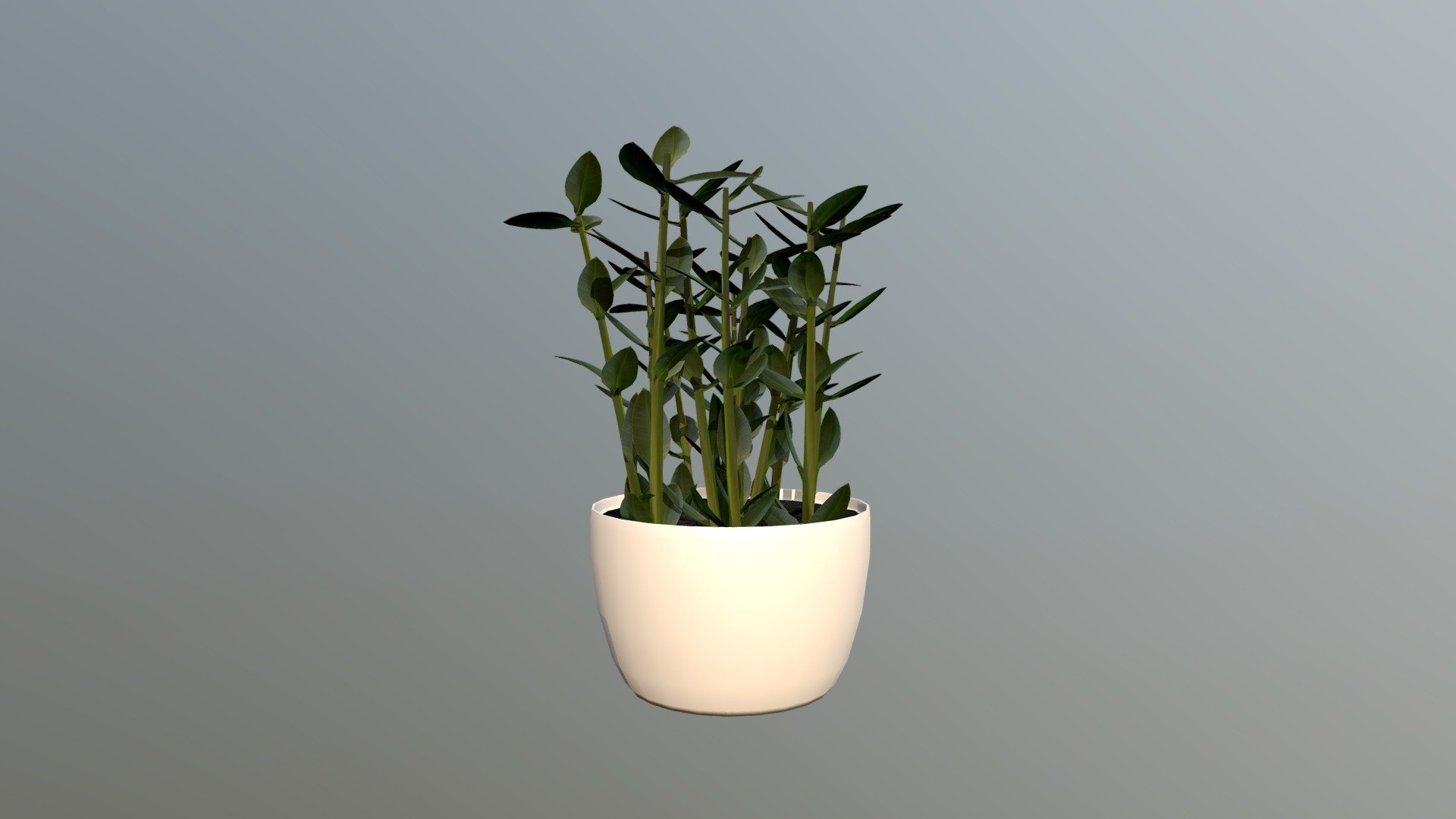 Plant