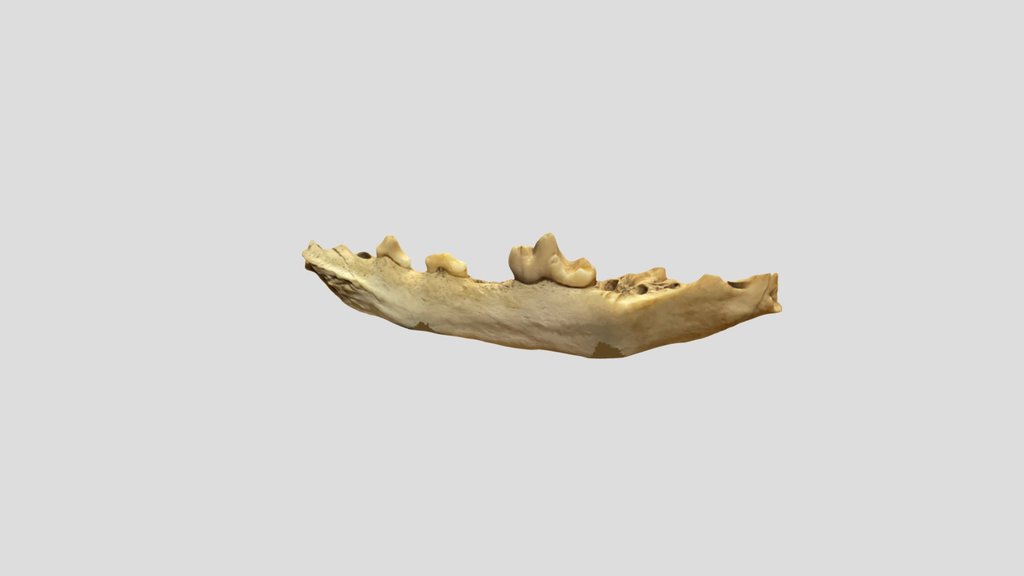 Mammal Bone - Hist. Arch. Student (JARS) Scan