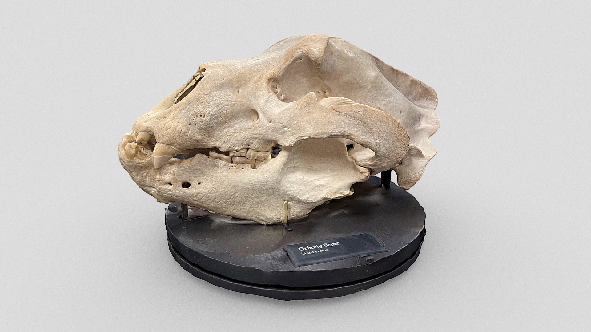 Grizzly bear skull - Download Free 3D model by Emm (@edemaistre