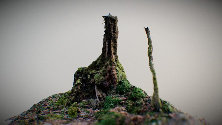 Tree trunk 3D Model