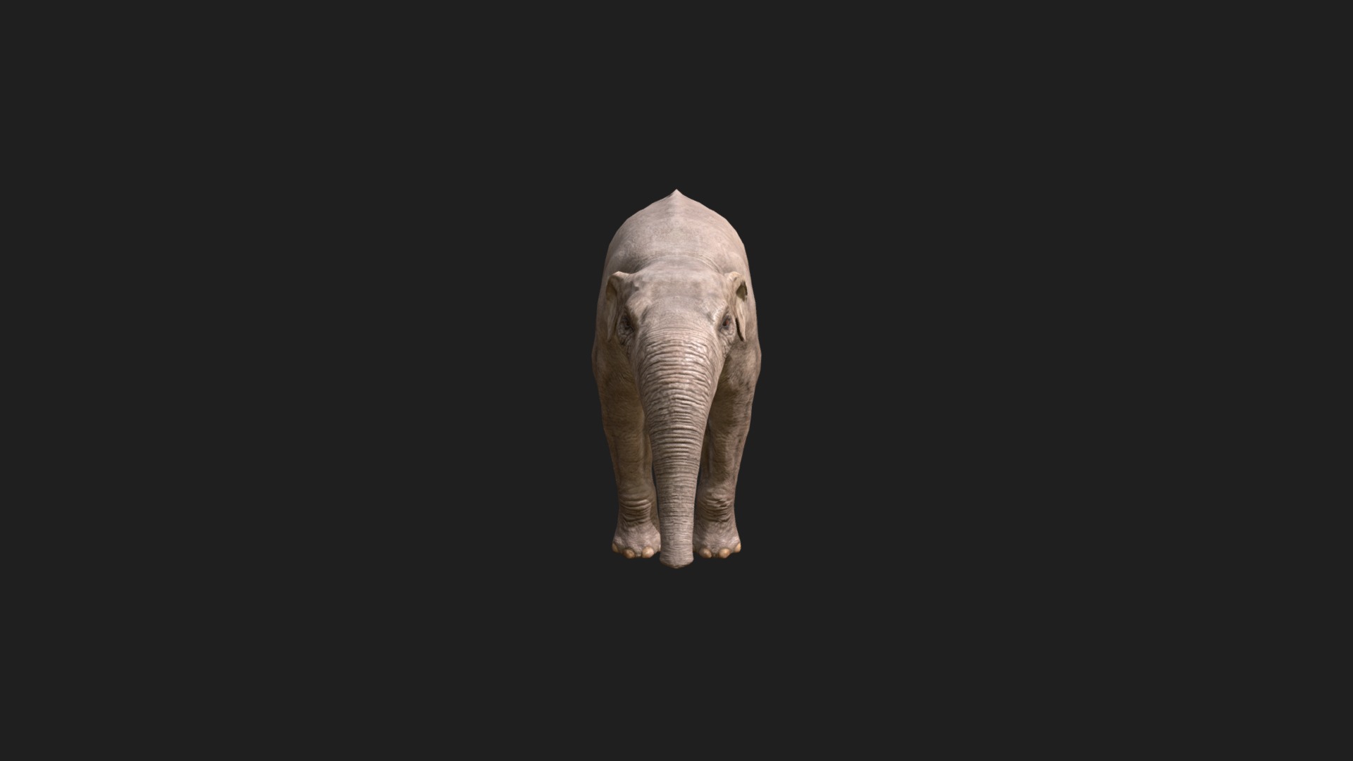 3D model Deinotherium proavum - This is a 3D model of the Deinotherium proavum. The 3D model is about an elephant with its trunk up.