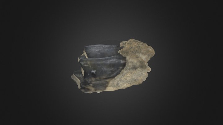 Tooth 3D Model
