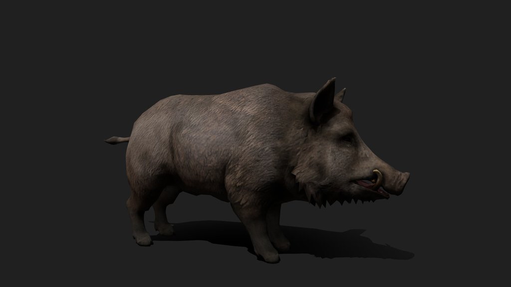 Realistic Boar / Javali 3D Model