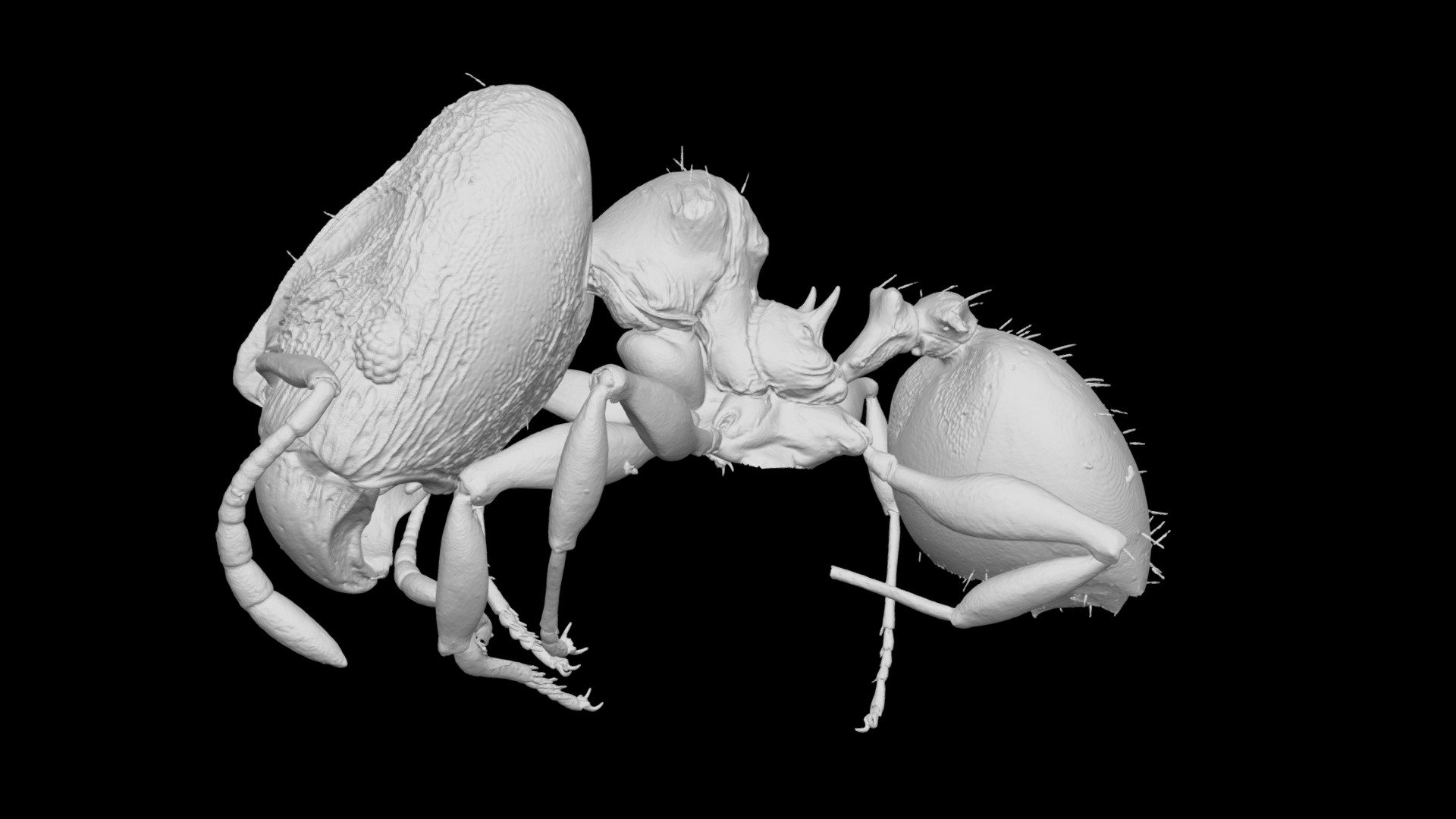 Pheidole vatu Major Worker CASENT0184486