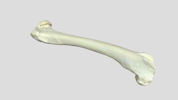 Femur 10% 3D Model