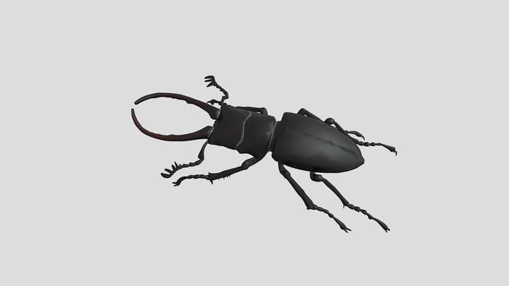 Stag beetle