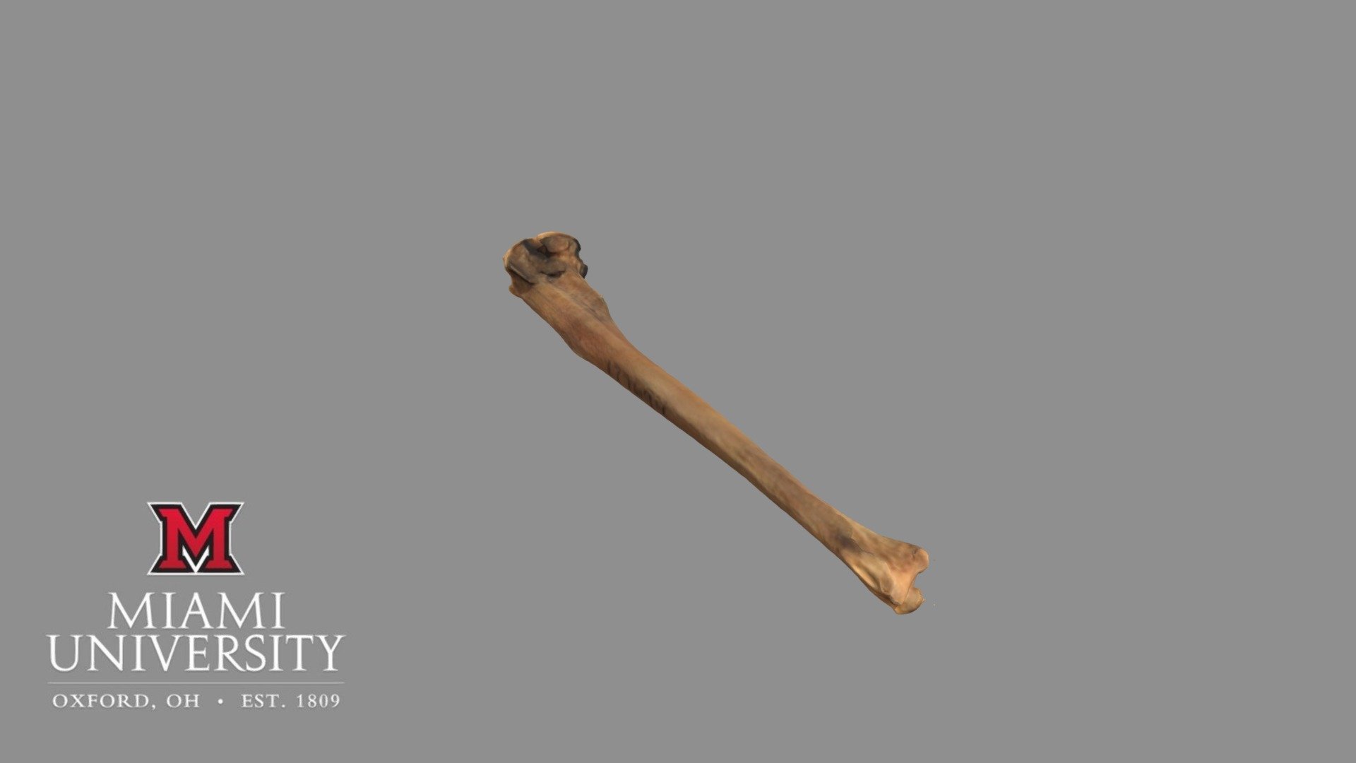 177694 Potto Ulna
